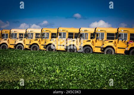 A summer day with a row of school buses standing out in the green farmlands near Farley, Iowa. Stock Photo