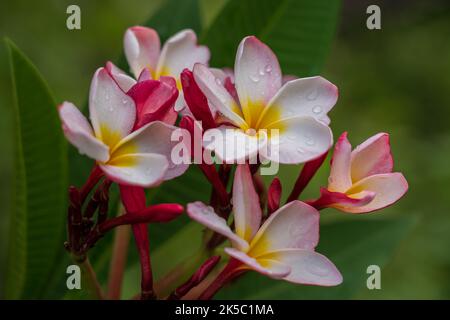 Closeup view of colorful red white and yellow frangipani aka plumeria cluster of flowers in tropical garden isolated on natural background after rain Stock Photo