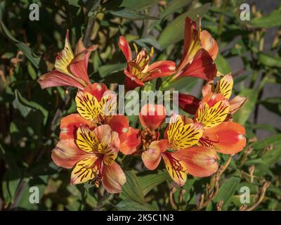 Closeup view of bright and colorful orange and yellow flowers of alstroemeria aka Peruvian lily or lily of the Incas blooming in garden outdoors
