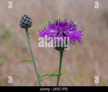 Closeup view of colorful purple centaurea scabiosa aka greater knapweed flower and bud blooming outdoors on natural background Stock Photo