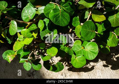 Close up of Sea Grape leaves on a sunny day in Cayman Islands Stock Photo