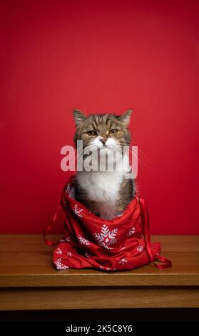 cute cat sitting inside of red santa bag. christams portrait on red background with copy space Stock Photo