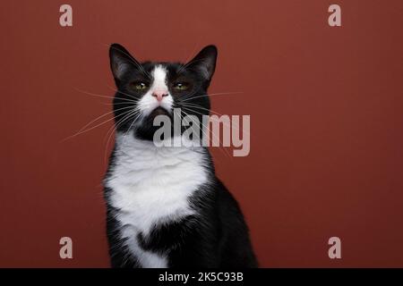 beautiful black and white tuxedo cat portrait on red background with copy space Stock Photo