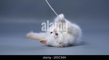 fluffy white siberian kitten playing with a string on gray background with copy space Stock Photo