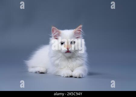 cute fluffy white siberian kitten resting on gray studio background sticking out tongue Stock Photo