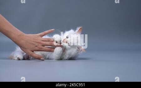 cute fluffy white siberian kitten playing fighting with owner hand on gray background with copy space Stock Photo