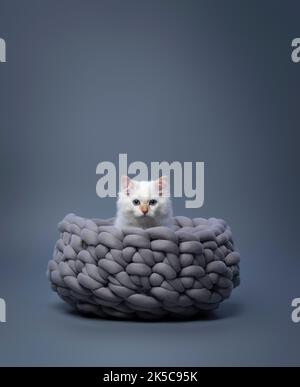fluffy white siberian kitten sitting in comfortable braided cat bed on gray background with copy space Stock Photo