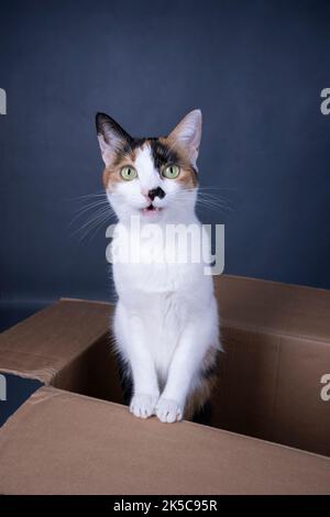cute cat standing inside of cardboard box looking at camera on gray background with copy space Stock Photo