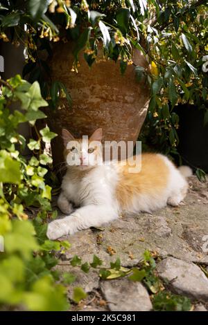 ginger white cat resting on the ground in the shade under a plant pot on mallorca, spain Stock Photo