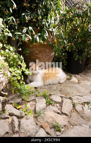 ginger white cat resting on the ground in the shade under a plant pot on mallorca, spain Stock Photo