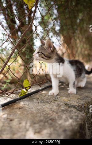 kitten looking through rusty chainlink fence outdoors on mallorca, spain Stock Photo