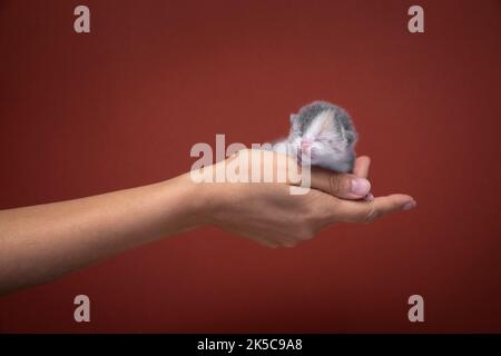 female hand holding newborn kitten on red background with copy space Stock Photo