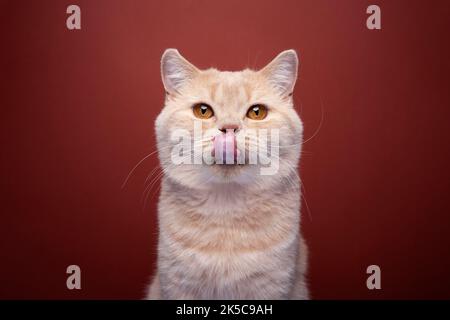 hungry ginger cat looking at camera licking lips on red background Stock Photo