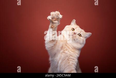 playful ginger british shorthair cat raising paw on red background with copy space Stock Photo