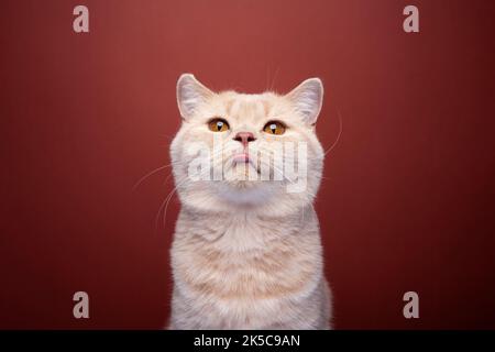 naughty ginger british shorthair cat portrait on red background sticking out tongue making funny face Stock Photo