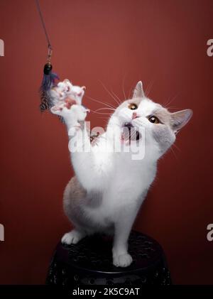 white lilac british shorthiar cat playing with feather toy on red background with copy space Stock Photo