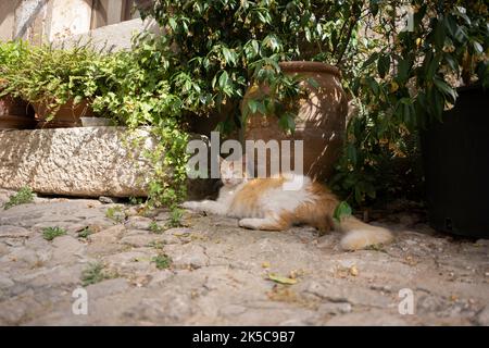 ginger white cat resting on the ground in the shade under a plant pot on mallorca, spain Stock Photo