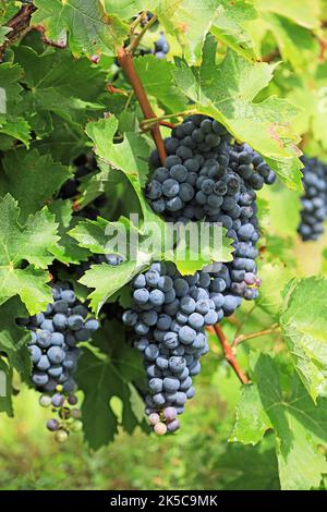 Vineyard Grapes Stock Photo