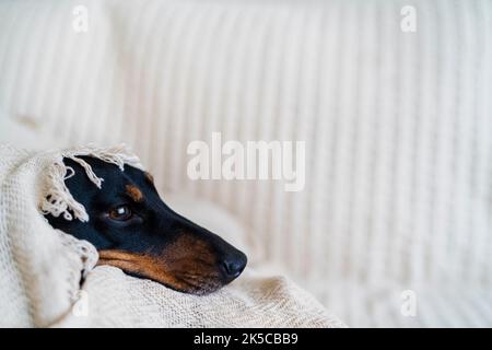 A dachshund under a blanket getting cold Stock Photo