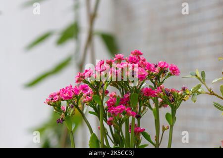 plant known as eleven o'clock in a garden in Rio de Janeiro. Stock Photo