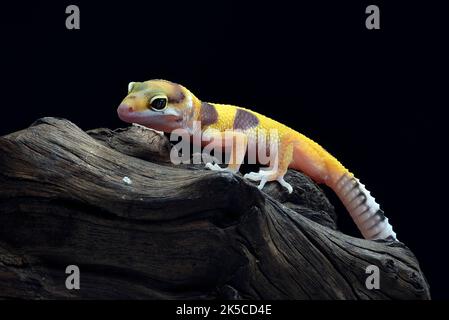 Portrait of a leopard gecko  (Eublepharis macularius) Stock Photo