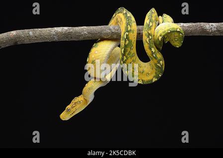 Juvenile Green tree python in black background Stock Photo