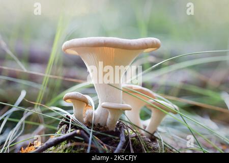 Hygrophoropsis aurantiaca, false chanterelle, mushrooms, Aphroditeola olida Stock Photo