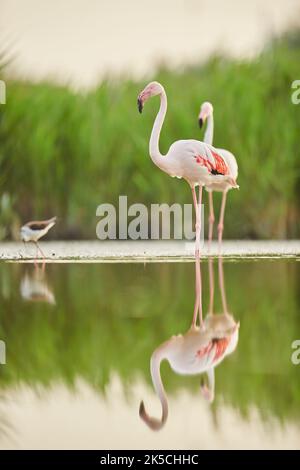 Pink flamingos (Phoenicopterus roseus), two, walking, sideways, Camargue, France, Europe Stock Photo