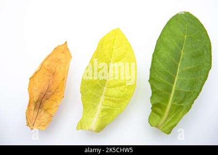 Oriental tobacco leaves on white background Stock Photo