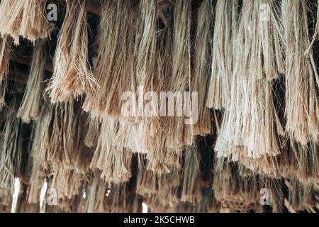 Hanging strong Abaca plant fibers, a natural leaf fiber, also called Manila hemp or Musa textilis from Banana tree leafstalk native to Philippines Stock Photo