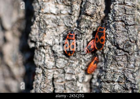 Common fire bugs (Pyrrhocoris apterus) Stock Photo