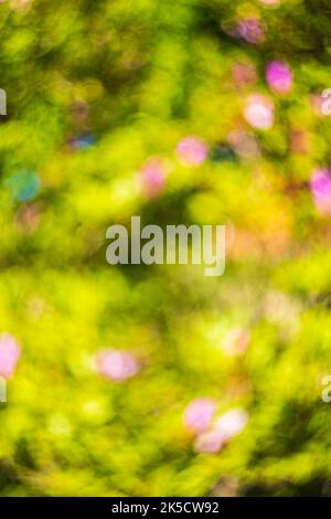 Soft blurred, photographed bokeh background from nature for graphic designer Stock Photo