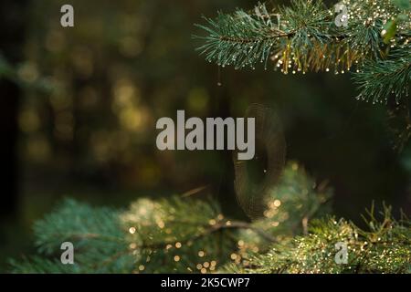 Between the branches of a pine tree a spider has woven its web, Oberoher Heide, municipality Faßberg, nature park Südheide, Lüneburger Heide, Germany, Lower Saxony Stock Photo