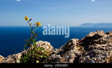 Italy, Sicily, Zingaro National Park, spring, rocks, single yellow flower, view over to headland, blue sea, sky light blue Stock Photo