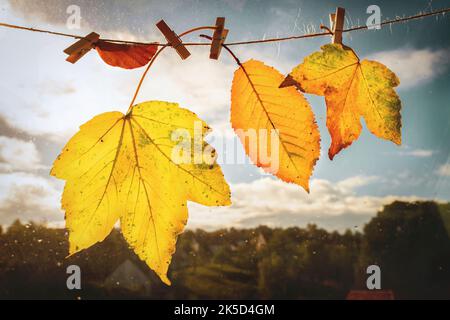 Colorful leaves on a clothesline Stock Photo