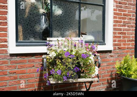 Netherlands, Texel, fishing village Oosterend, Kerkplein, decorated window Stock Photo
