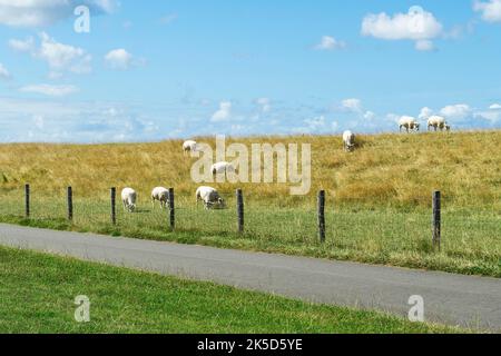 Netherlands, Texel, east coast, dike, grazing sheep Stock Photo