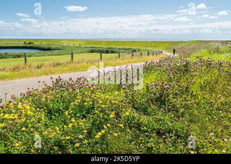 Netherlands, Texel, east coast, dike, bike path, flowering clover Stock Photo