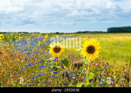 Netherlands, Texel, landscape near Den Burg, sunflowers at field edge Stock Photo