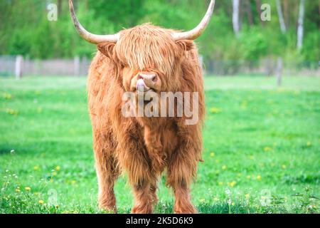 Young Highland cattle on pasture with tongue sticking out and with shaggy fur over eyes Stock Photo