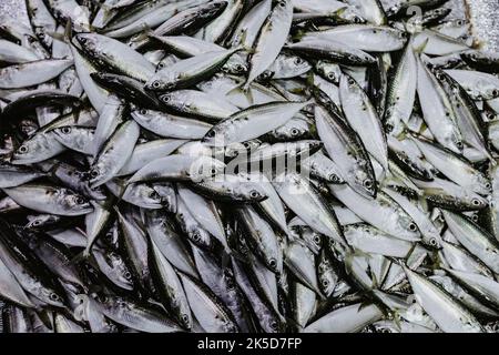 Saudi Arabia, Mecca province, Jeddah/Jeddah, fish market, fishes Stock Photo