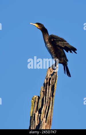 Cormorant (Phalacrocorax carbo) on a dead tree, North Rhine-Westphalia, Germany Stock Photo