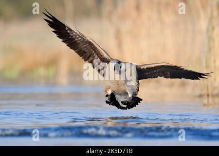 Canada goose (Branta canadensis) landing in water, North Rhine-Westphalia, Germany Stock Photo