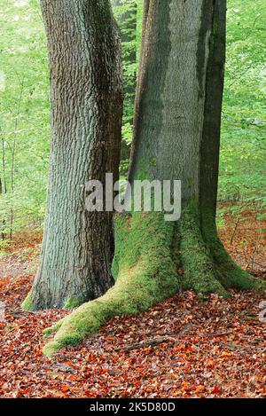 European beech (Fagus sylvatica) and English oak (Quercus robur) in spring, North Rhine-Westphalia, Germany Stock Photo