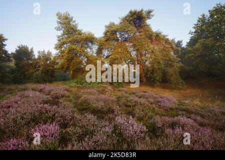 Common pine (Pinus sylvestris) and flowering broom heather (Calluna vulgaris), Westruper Heide, North Rhine-Westphalia, Germany Stock Photo