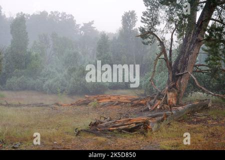 Common pine (Pinus sylvestris) and common juniper (Juniperus communis) in morning fog, Westruper Heide, North Rhine-Westphalia, Germany Stock Photo
