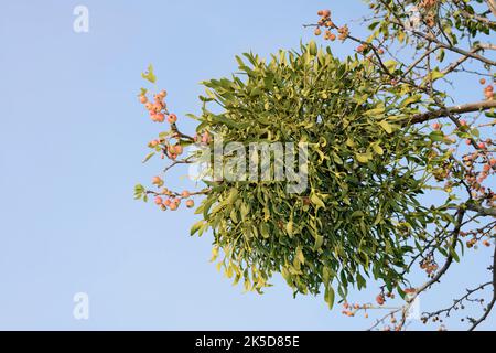 White berried mistletoe (Viscum album), North Rhine-Westphalia, Germany Stock Photo