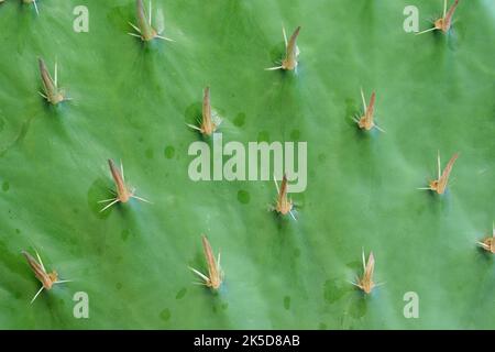 Prickly pear cactus (Opuntia ficus-indica), leaf detail with spines Stock Photo