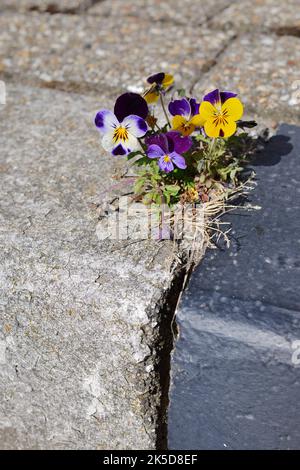 Horn violets (Viola cornuta) growing between paving stones, North Holland, Netherlands Stock Photo