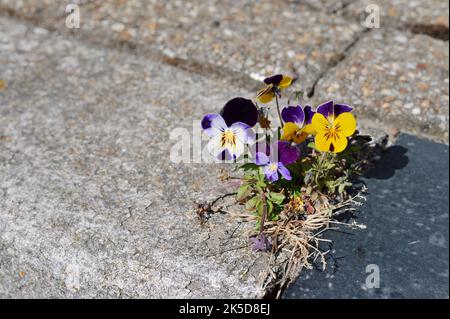 Horn violets (Viola cornuta) growing between paving stones, North Holland, Netherlands Stock Photo